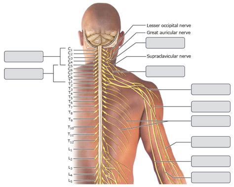 label nerve diagram 